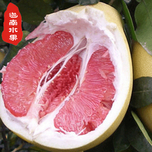 【红柚】最新最全红柚 产品参考信息