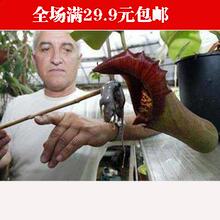 【捕蝇草种子免邮】最新最全捕蝇草种子免邮返利优惠_一淘网