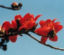 【木棉花树】最新最全木棉花树 产品参考信息