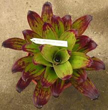 【积水凤梨】最新最全积水凤梨 产品参考信息