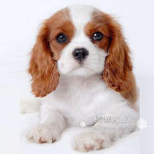 【查理王犬】最新最全查理王犬返利优惠_一淘网