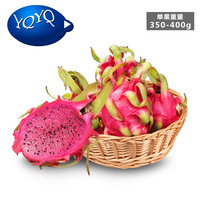 八卦炽火龙鎏金玫瑰特-果南方北方可种植包邮