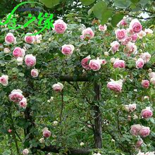 【自由精神 月季】最新最全自由精神 月季搭配优惠_一淘网