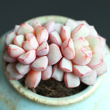 【稀有多肉植物】最新最全稀有多肉植物搭配优