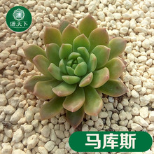 【多肉植物马库斯】_绿植园艺价格_最新最全绿植园艺搭配优惠_一淘网