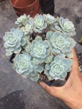 【雪域多肉一】最新最全雪域多肉一搭配优惠_一淘网