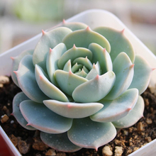 【多肉 植物雪域】最新最全多肉 植物雪域搭配优惠_一淘网