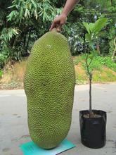 【马来西亚菠萝蜜一号】最新最全马来西亚菠萝