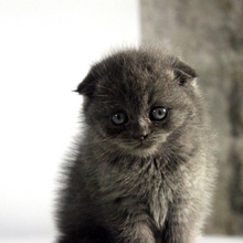 【折耳英国蓝短猫】最新最全折耳英国蓝短猫搭