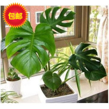 【蓬莱蕉】最新最全蓬莱蕉返利优惠_一淘网