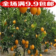 【橙子树苗】最新最全橙子树苗搭配优惠