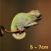 【宠物变色龙活体】_宠物价格_最新最全宠物返利优惠_一淘网