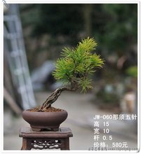 【日本那须五针松】最新最全日本那须五针松搭