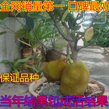 【榴莲树苗可盆栽】最新最全榴莲树苗可盆栽搭