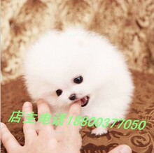 【宠物狗50元以下】最新最全宠物狗50元以下