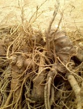 【泡酒新鲜三七】最新最全泡酒新鲜三七搭配优