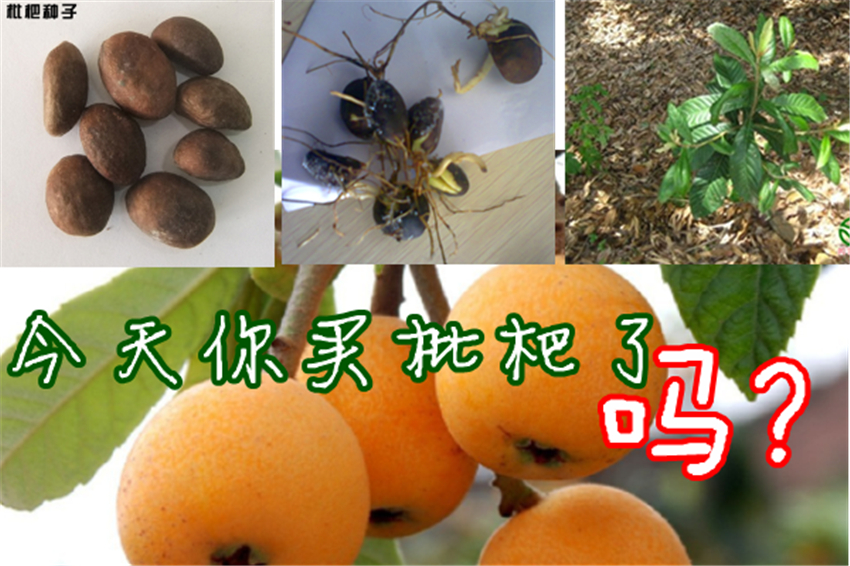 产地直销枇杷种子 新鲜大粒枇杷籽保证发芽 新