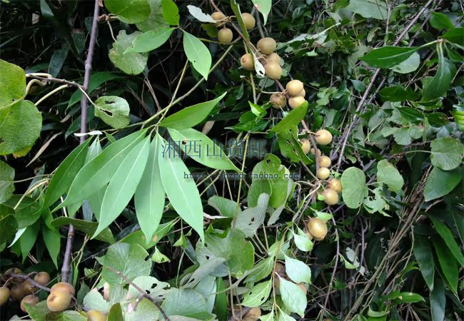【白兰地猕猴桃酒】天然山里自做野生猕猴桃制