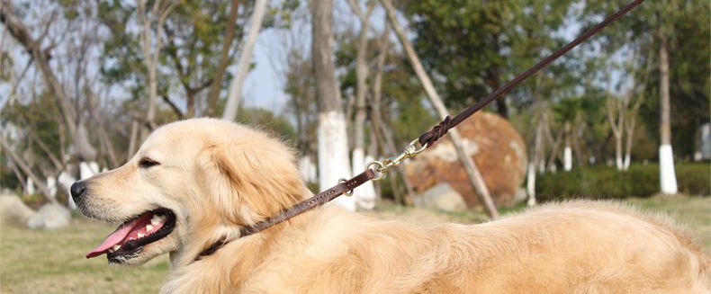 Ошейник для животных петкер Pet воротник собака воротник домашнее животное р цепь собака цепь высокого качества латунь оснастки крышек нагруженный термин Ошейник для животных петкер Pet воротник собака воротник домашнее животное р цепь собака цепь высокого качества латунь оснастки крышек нагруженный термин