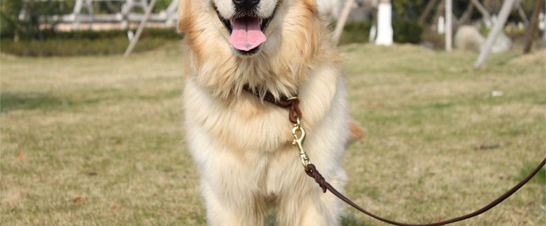 Ошейник для животных петкер Pet воротник собака воротник домашнее животное р цепь собака цепь высокого качества латунь оснастки крышек нагруженный термин Ошейник для животных петкер Pet воротник собака воротник домашнее животное р цепь собака цепь высокого качества латунь оснастки крышек нагруженный термин