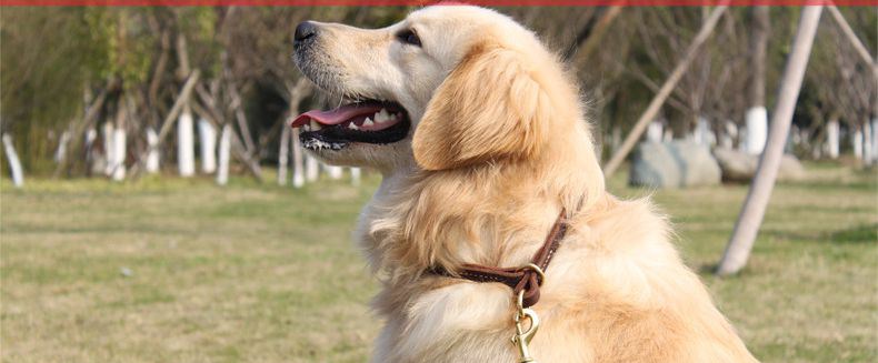 Ошейник для животных петкер Pet воротник собака воротник домашнее животное р цепь собака цепь высокого качества латунь оснастки крышек нагруженный термин Ошейник для животных петкер Pet воротник собака воротник домашнее животное р цепь собака цепь высокого качества латунь оснастки крышек нагруженный термин