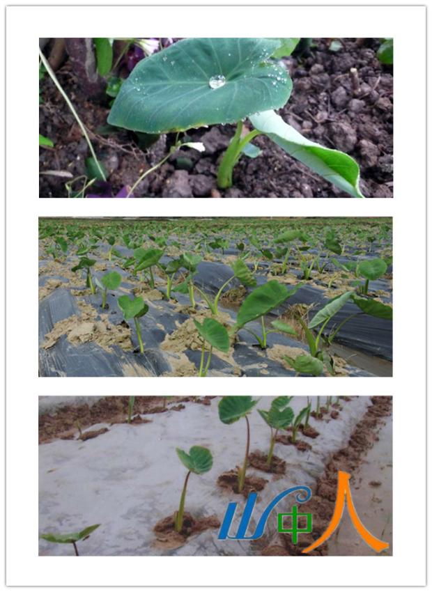 广西特产香芋正宗荔浦芋头新鲜鲜芋仙芋艿cctv走遍中国五斤装包邮