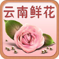 云南鲜花 LOGO-APP點子