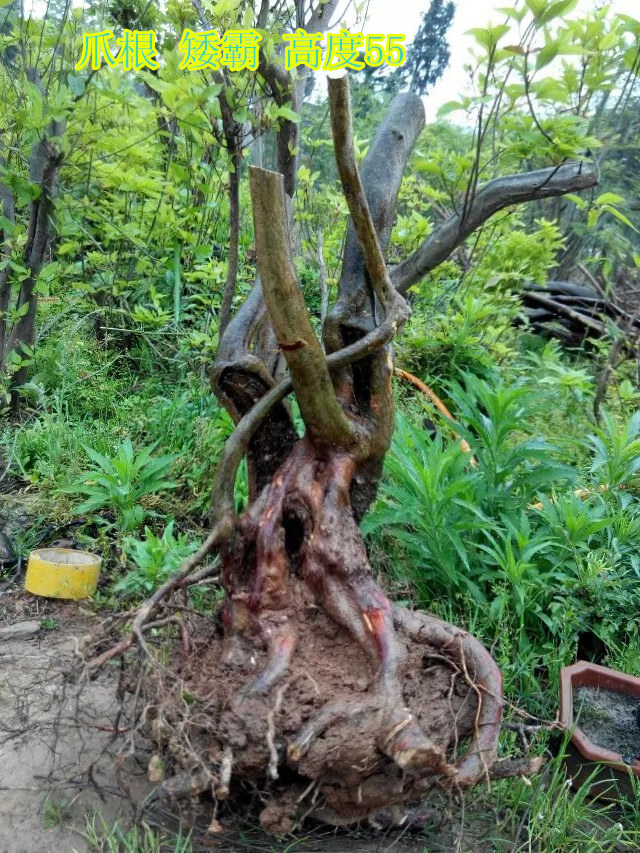 2014特价纯野生杜鹃映山红树根下山桩盆景绿植庭院批发上山自挖