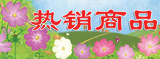 热销款式