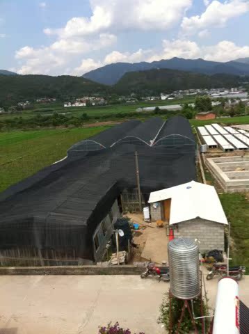 铁皮石斛种苗|石斛|紫皮石斛|石斛种苗|石斛技术