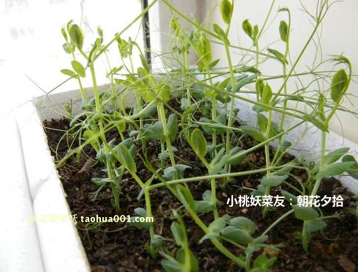 豌豆苗种植方法