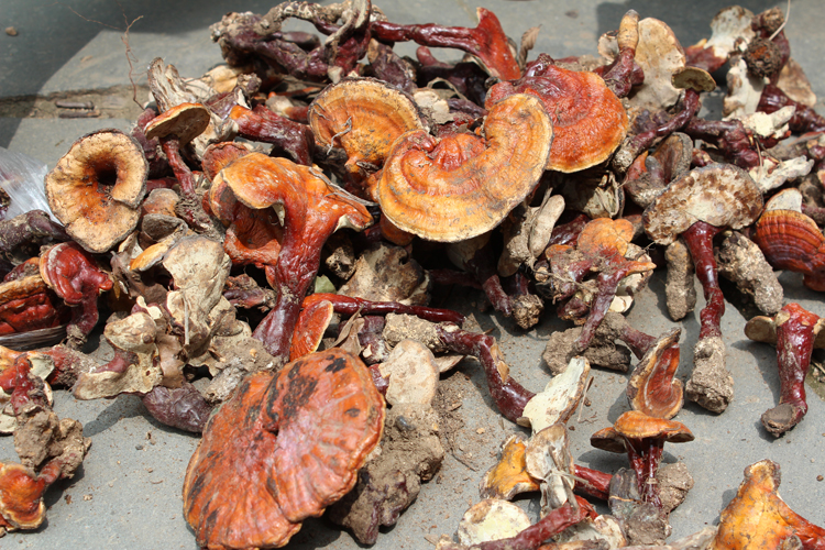 【采于海拔1000米沂蒙山 野生灵芝 野生赤芝 灵