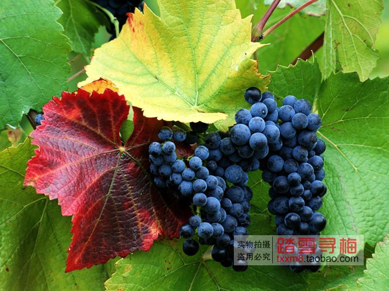 庭院阳台果树新品 地栽 赤霞珠 种☆新品 盆栽