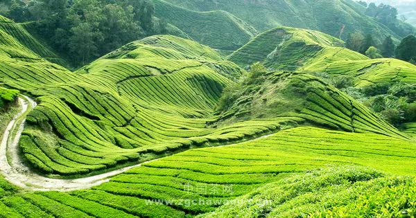 【贵州都匀毛尖茶 有机茶特级都匀毛尖茶礼盒
