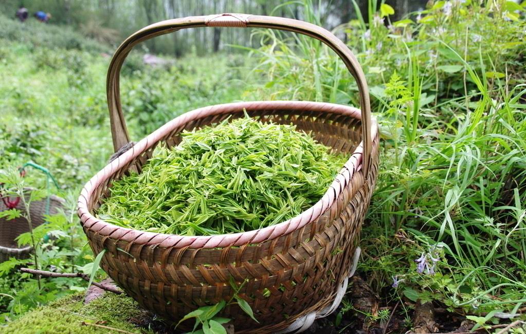 庐山云雾茶功效及作用_626843806