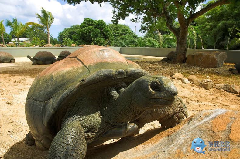  Giant Tortoise