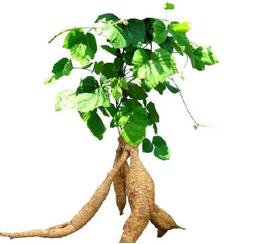 泰國(guó)Yanhee純天然豐胸膏 野葛根豐胸霜 塑形豐乳霜