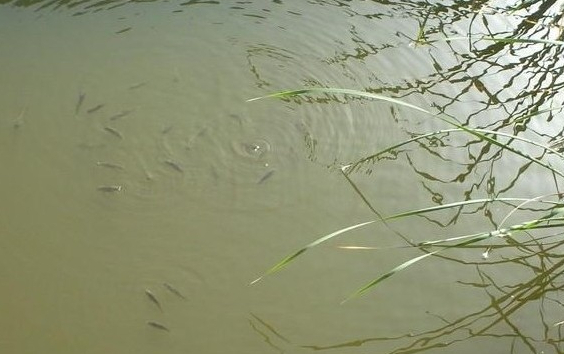 初学钓鱼如何辨别鱼星-淘宝运动户外