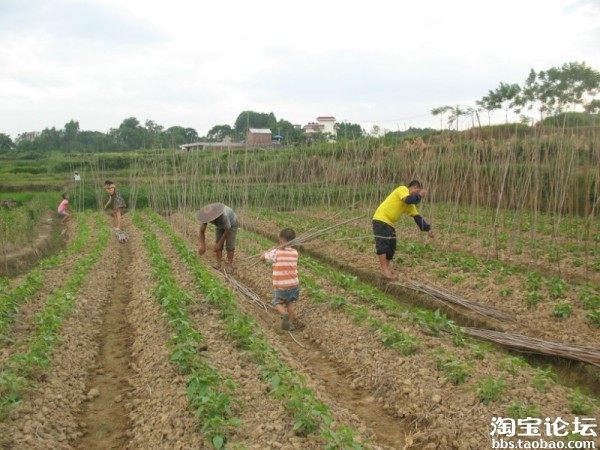 【创业日记】 变形记:胡耿 ,今天一斤枣也没卖出