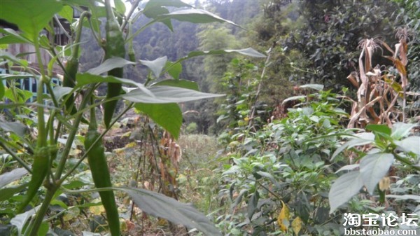 迷茫的我该何去何从呢? - 创业先锋 - 淘宝论坛