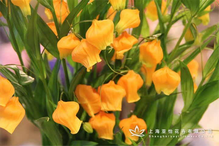 鲜切花-进口宫灯花 鲜花批发 鲜花速递 婚庆\/家