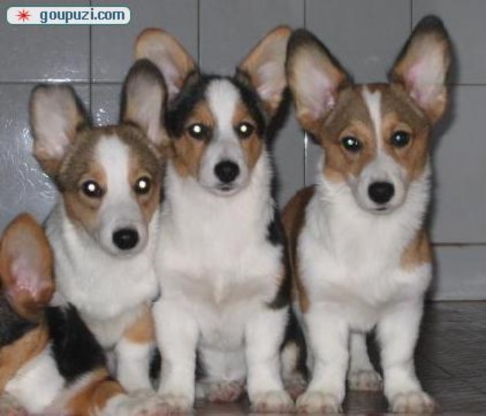 在珠海哪里有柯基犬卖啊 大概要多少钱呢