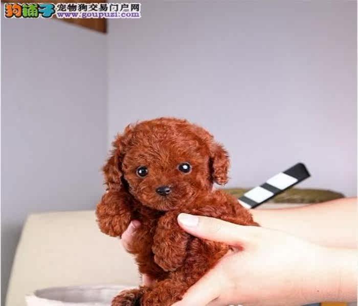 珠海哪里有卖茶杯犬 茶杯犬价格