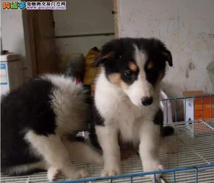 深圳哪里有卖喜乐蒂深圳纯种喜乐蒂价格多少