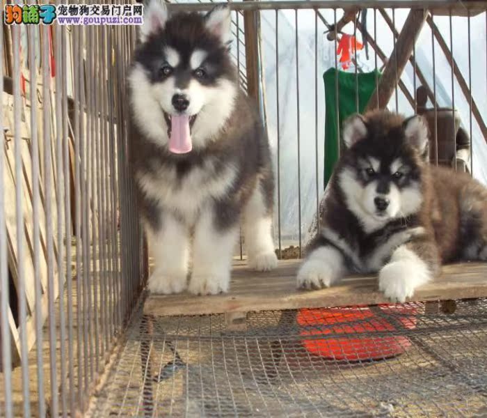 深圳什么地方有卖阿拉斯加 深圳哪有大型狗场