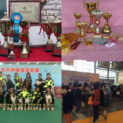 极品袖珍犬 苹果头金鱼眼纯种超小吉娃娃 成犬3斤