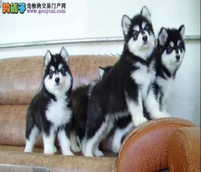 深圳什么地方有卖阿拉斯加 深圳哪有大型狗场