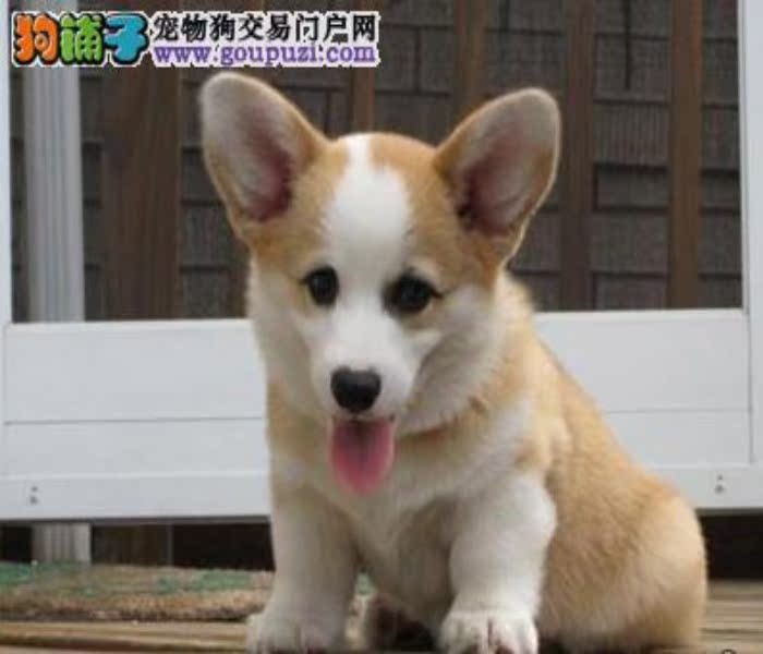 在珠海哪里有柯基犬卖啊 大概要多少钱呢