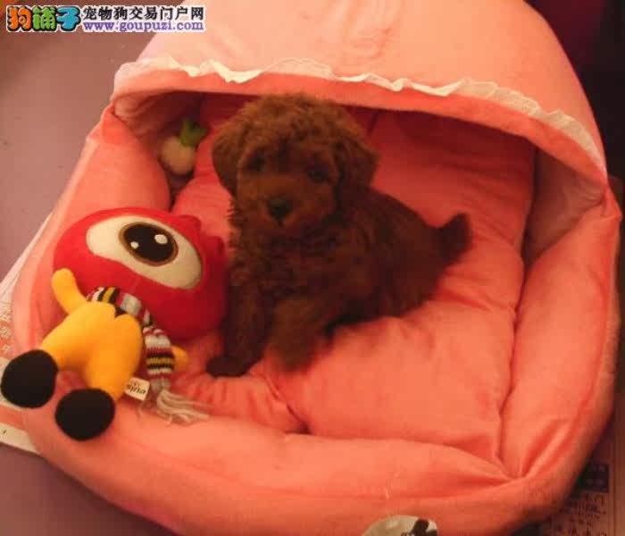 珠海哪里有卖茶杯犬 茶杯犬价格
