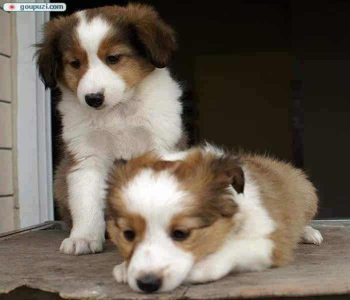 深圳哪里有卖喜乐蒂深圳纯种喜乐蒂价格多少